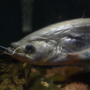 Dinema catfish (Belodontichthys dinema)