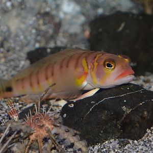 Gold-birdled sandsmelt (Parapercis multifasciata)
