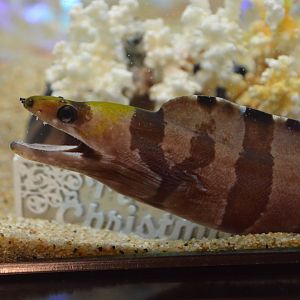 Banded moray (Gymnothorax rueppelliae)