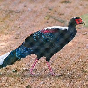 Swinhoe's pheasant