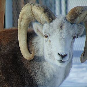 Stone’s Sheep (Ovis dalli stonei)