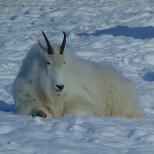 Rocky Mountain Goat (Oreamnos americanus)