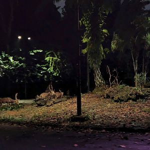 Tram Safari - Axis Deer