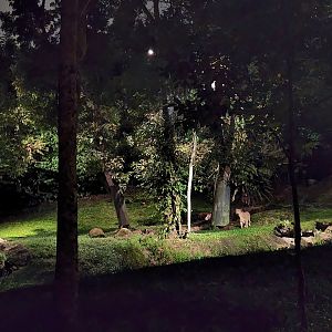 Tram Safari - Asian Lion