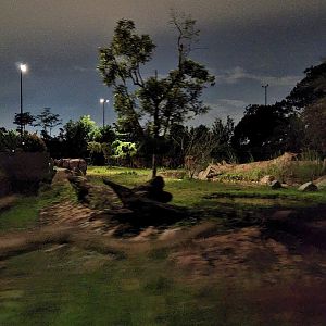 Tram Safari - Indian Rhinoceros