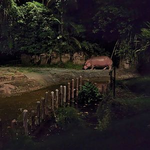Tram Safari - Nile Hippo