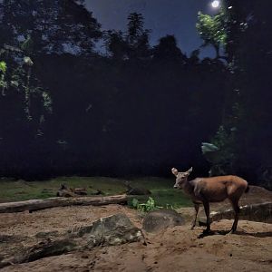 Tram Safari - Malayan Sambar