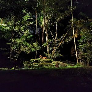 Tram Safari - Red Dhole (exhibit 2)