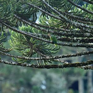 Vinaceous Parrot Amazona vinacea