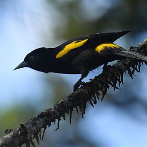 Golden-winged Cacique Cacicus chrysopterus