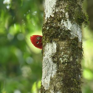 Robust Woodpecker Campephilus robustus