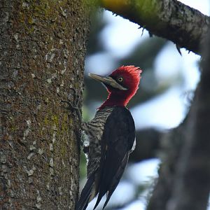 Robust Woodpecker Campephilus robustus