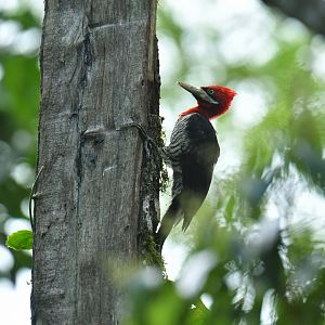 Robust Woodpecker Campephilus robustus