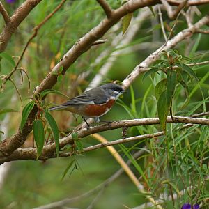 Bay-chested Warbling-Finch Castanozoster thoracicus