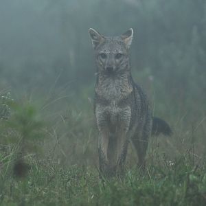 Crab-eating fox (Cerdocyon thous)