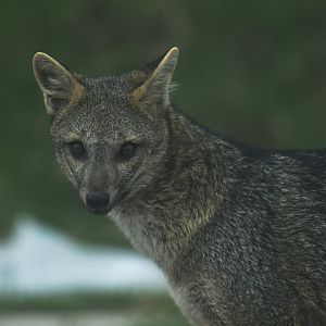 Crab-eating fox (Cerdocyon thous)