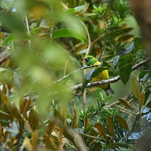 Blue-naped Chlorophonia Chlorophonia cyanea