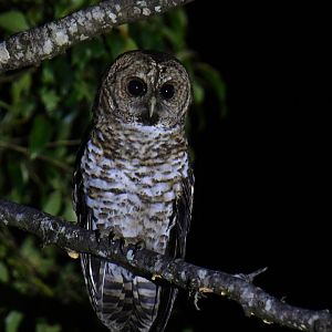 Rusty-barred Owl Strix hylophila