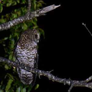 Rusty-barred Owl Strix hylophila