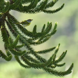 Rufous-browed Peppershrike Cyclarhis gujanensis