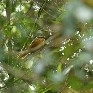 Buff-fronted Foliage-gleaner Dendroma rufa