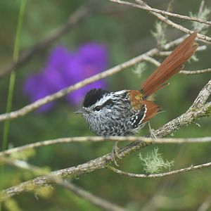 Rufous-tailed Antbird Drymophila genei