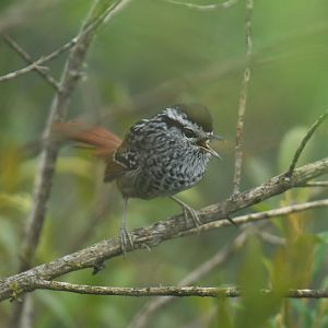 Rufous-tailed Antbird Drymophila genei