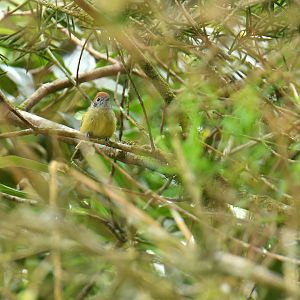 Rufous-crowned Greenlet Hylophilus poicilotis