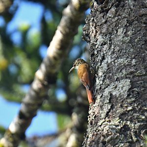 Scalloped Woodcreeper Lepidocolaptes falcinellus
