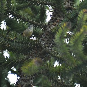 Araucaria Tit-Spinetail Leptasthenura setaria