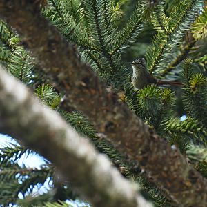 Araucaria Tit-Spinetail Leptasthenura setaria