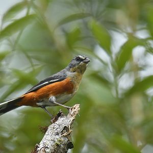 Buff-throated Warbling-finch Microspingus lateralis