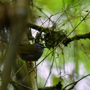 White-browed Warbler Myiothlypis leucoblephara