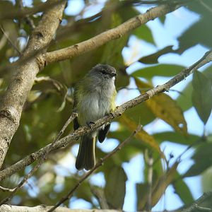 Phyllomyias griseocapilla
