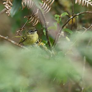 Mottle-cheeked Tyrannulet Phylloscartes ventralis