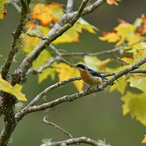 Fawn-breasted Tanager Pipraeidea melanonota