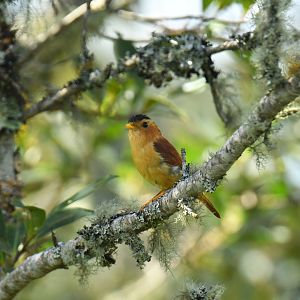 Black-capped Piprites Piprites pileata
