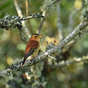 Black-capped Piprites Piprites pileata