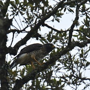 Roadside Hawk Rupornis magnirostris