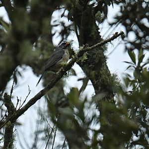 Thick-billed Saltator Saltator maxillosus