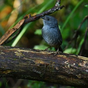 Espinhaço tapaculo Scytalopus petrophilus