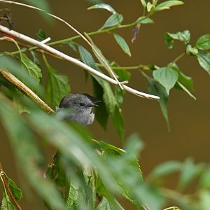 Sooty Tyrannulet Serpophaga nigricans