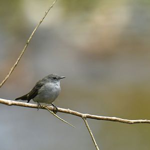 Sooty Tyrannulet Serpophaga nigricans
