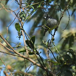 White-crested Tyrannulet Serpophaga subcristata