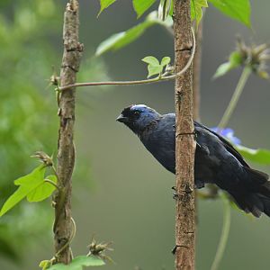 Diademed Tanager Stephanophorus diadematus