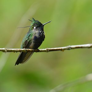 Green-crested Plovercrest Stephanoxis lalandi