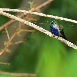 Green-crested Plovercrest Stephanoxis lalandi