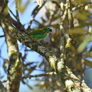 Brassy-breasted Tanager Tangara desmaresti