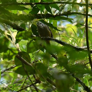 Variable Antshrike Thamnophilus caerulescens