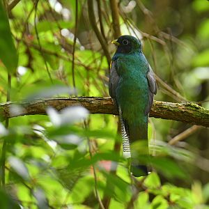Black-throated Trogon Trogon rufus